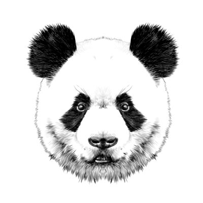 Draw a Panda Picture