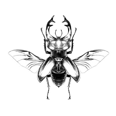 Draw a n Insect  Picture
