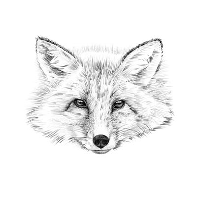 Draw Fox Head Picture