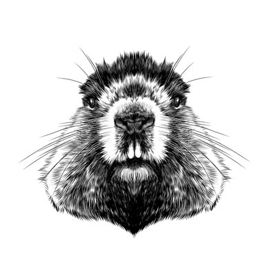 Draw a Beaver Picture