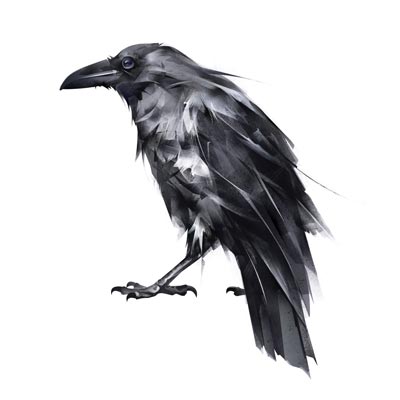 Draw Raven Picture