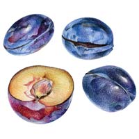 Coloured Pencil Study Plums Picture