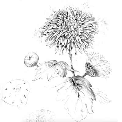 Draw a Chrysanthemum Picture