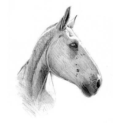 Draw Horse Head 1 Picture