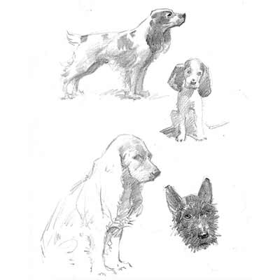 Drawing Dogs Picture