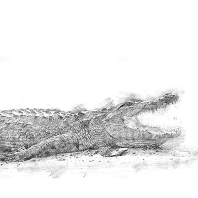 Draw a Crocodile Picture