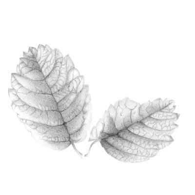 Draw a leaf Picture