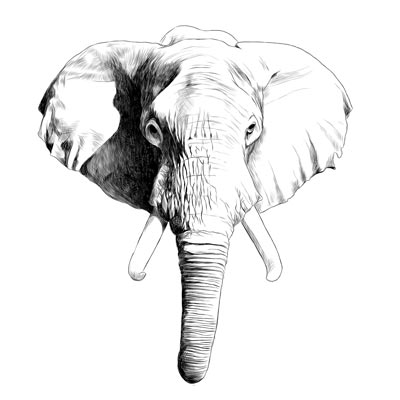 Draw Elephants Head Picture