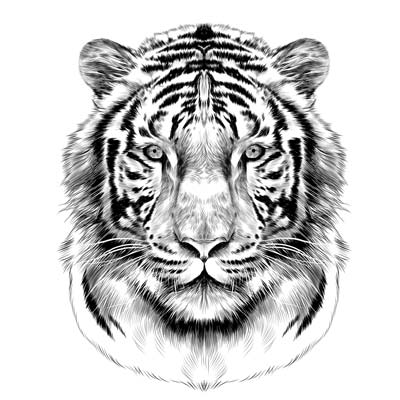Draw a Tiger Picture