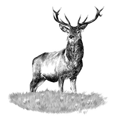 Draw a Stag Picture