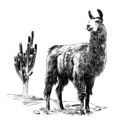 Draw a Lama Picture