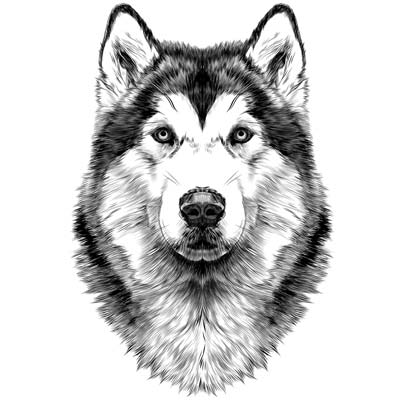 Draw a Husky Picture