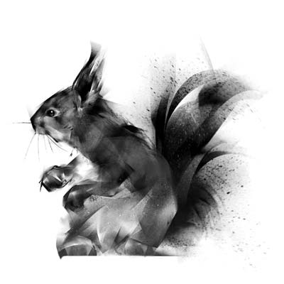 Draw a Squirrel Picture