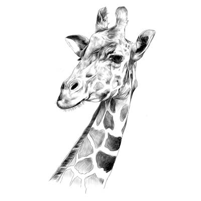 Draw a Giraffe Picture
