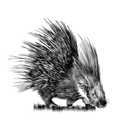 Paint Porcupine Picture