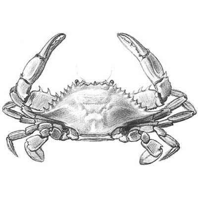 Draw a Crab Picture
