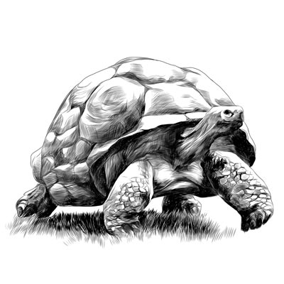 Draw a Tortoise Picture