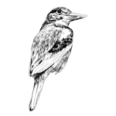 Draw a Bird Picture
