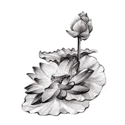 Draw a Lotus Flower Picture