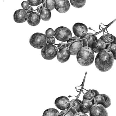 Draw Grapes Picture