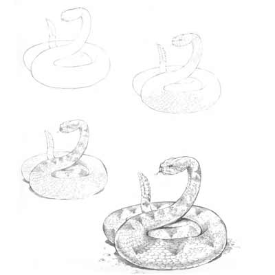 Draw a Snake Picture