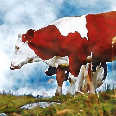 Cow Landscape Picture