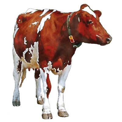 Paint a Cow Picture