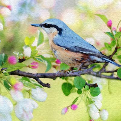 Eastern Blue Bird Picture