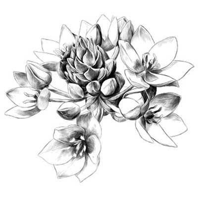 Draw Flower Picture