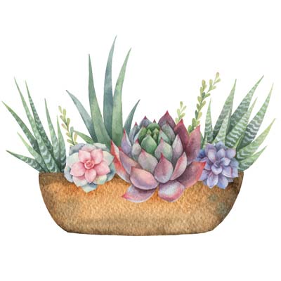 Watercolour Succulents Picture