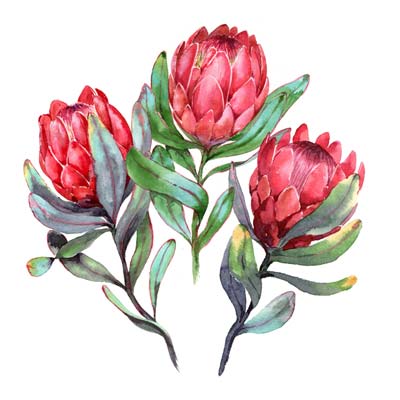 Paint Protea Picture