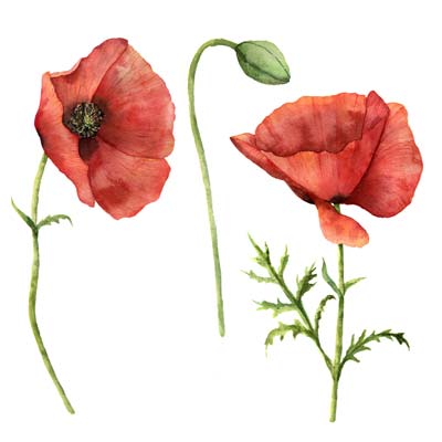 Paint Poppies Picture