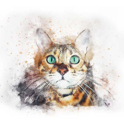 Cat Portrait Picture