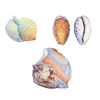 Paint Sea Shells No 5 Picture