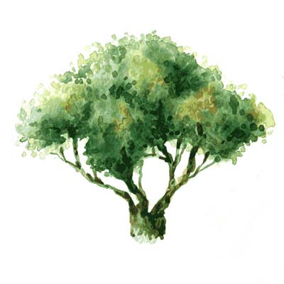 Paint Tree in Watercolour Picture