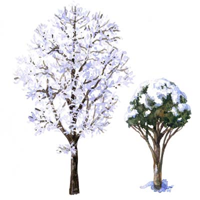 Paint Trees in Snow Picture