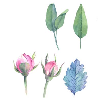 Paint Rose Buds Picture
