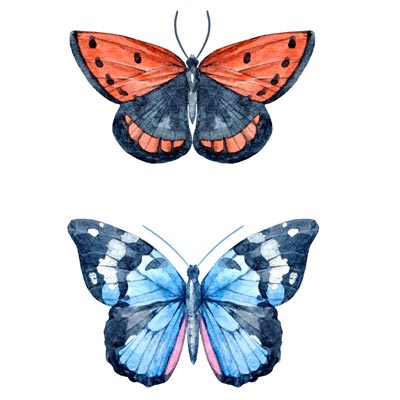 Butterflies Picture