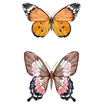 Paint Butterflies 1 Picture