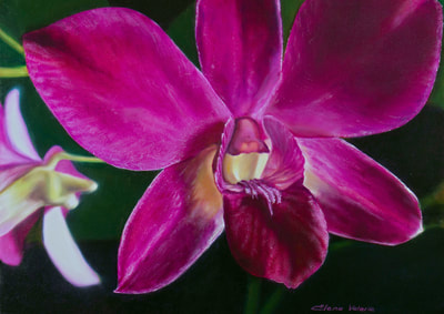 The Magenta Orchid