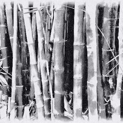 Picture Bamboo Drawing