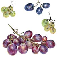 Coloured Pencil Study Grapes Picture