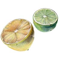 Coloured Pencil Study Lemons Picture