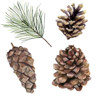 Pine Cones Picture
