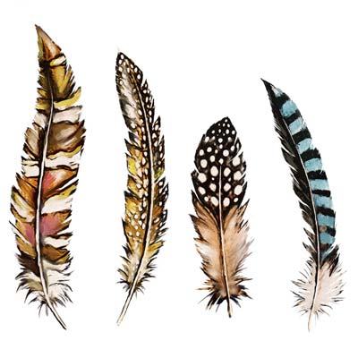 Picture Feathers