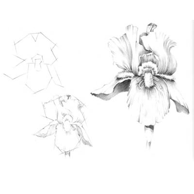 Draw Bearded Iris Picture