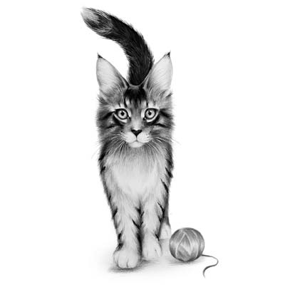 Draw a Cat Picture