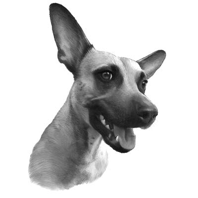 Draw a Whippet Picture