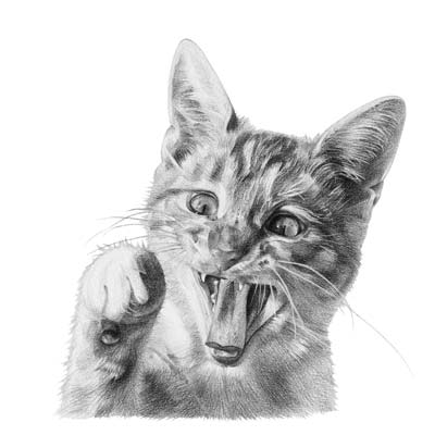 Draw Another Cat Picture