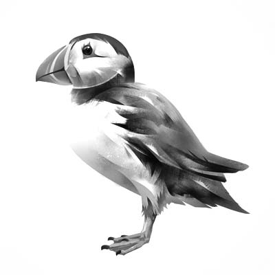 Draw a Puffin Bird Picture